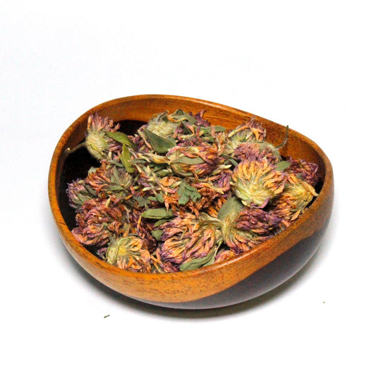 Red Clover Flowers-Trifolium Pratense-Wildcrafted